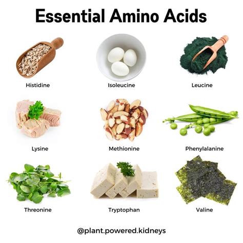 Essential Amino Acids: The Building Blocks of Protein