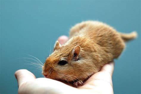 Male Vs. Female Gerbils: Which Is The Better Pet?