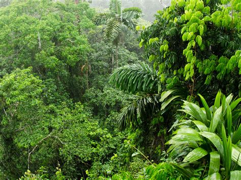 Amazon rainforest ability to soak up carbon dioxide is falling ...