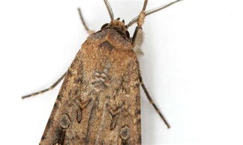 Bogong moths first insect known to use magnetic sense in long-distance ...