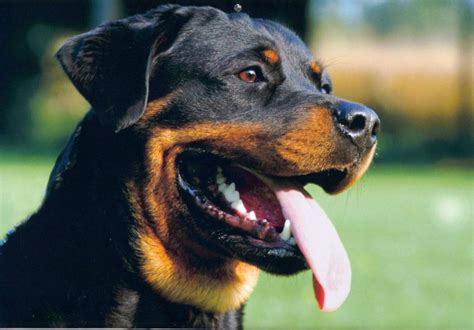 Top 15 Best Guard Dogs That Can Protect Your Family and Home