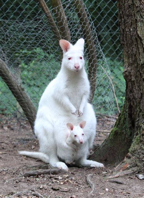 Albino kangaroo baby missing from German zoo; may be stolen | Inquirer News