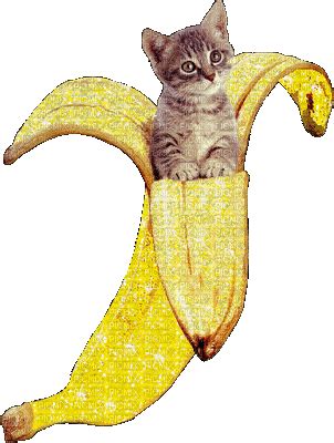 Banana Cat Gif - IceGif