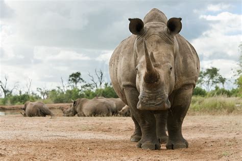 White Rhino | Species | Save the Rhino International