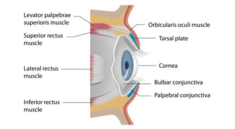 The Eyelids - Conjunctiva - Muscles - Lacrimal Glands - TeachMeAnatomy