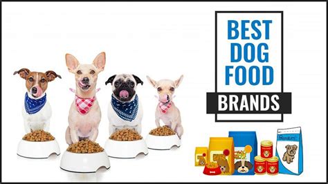 Best Dog Food Brands For Your Pet's Needs - Petmoo