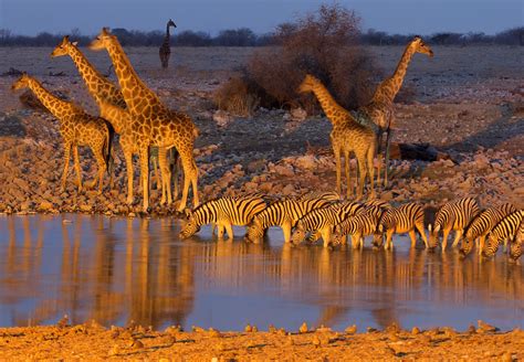 etosha, National, Park, Namibia, Africa, Giraffe, Zebra, Watering ...