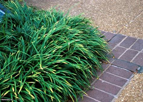 Invasive Ornamental Grasses | HGTV