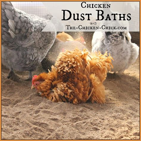 Chicken Dust Bath: The Ultimate Spa Treatment | The Chicken Chick®