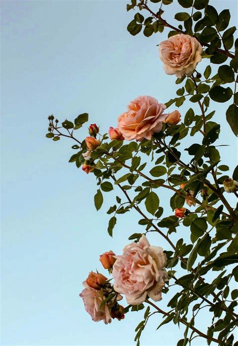 Aesthetic Wallpaper Flowers