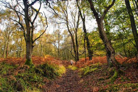 Ashdown Forest is the real-life Hundred Acre Wood and it's open to ...