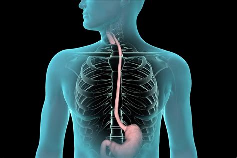 Esophagogastroduodenoscopy for Diagnosis and Treatment of Digestive ...