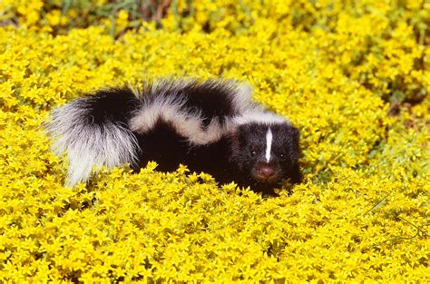 Striped Skunk Baby Photograph by Jeffrey Lepore