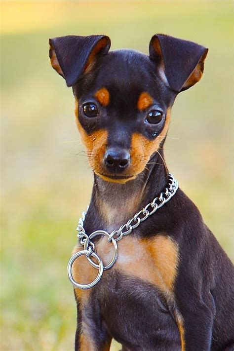 Best 25+ Miniature pinscher ideas on Pinterest | Miniature doberman ...