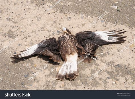 5,160 Dead eagle Images, Stock Photos & Vectors | Shutterstock