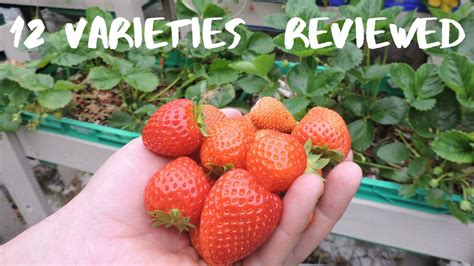 Which Strawberry is the best? 12 Varieties in Quick Review | Gardens ...