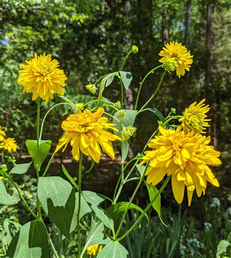 Rudbeckia laciniata 'Golden Glow' (Cutleaf Coneflower) — Backyard ...