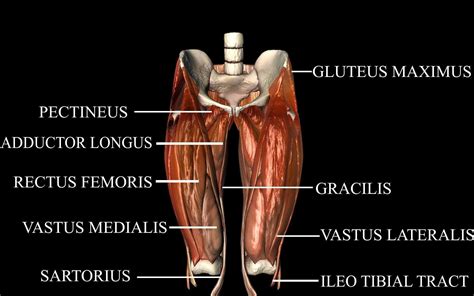 Leg Hip Muscles Diagram