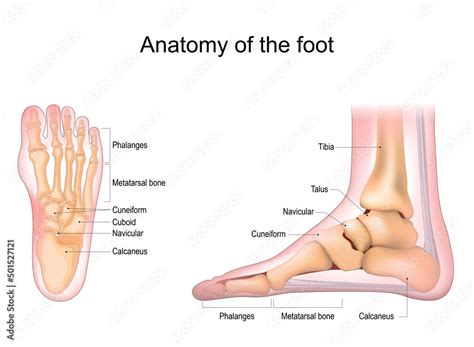 Vettoriale Stock Foot anatomy. Human foot with the name and description ...