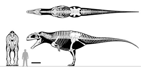 Giganotosaurus Multiview by Dan folkes - paleontology post - Imgur ...