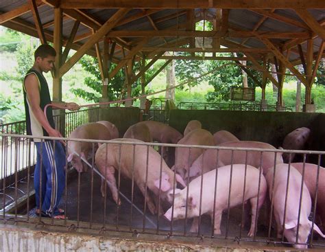 Davao City in swine repopulation stage following 2020 ASF outbreak ...