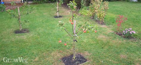 Planting Bare-Rooted Fruit Trees