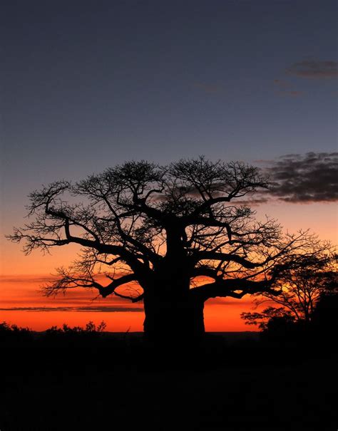 Baobab Sunset | Sunset, Baobab, Nature