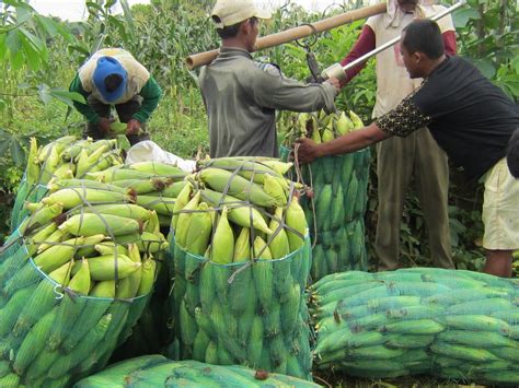 Proses Panen Jagung Manis - Thegorbalsla