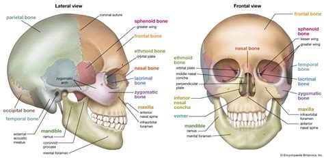 Skull | Definition, Anatomy, & Function | Britannica