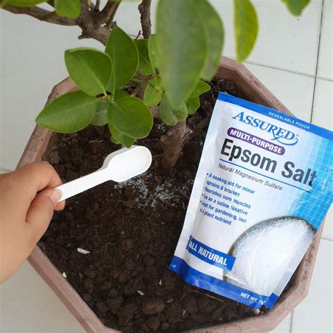 How to Grow Plants Better With The Benefits Of Epsom Salts - Organize ...