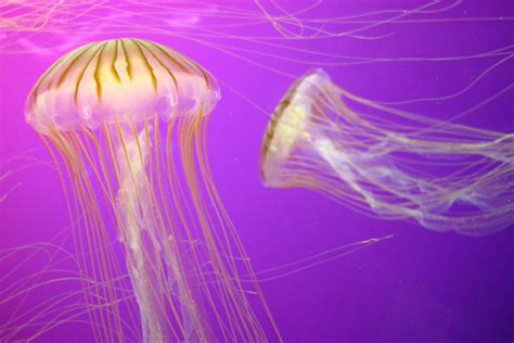 Picture of the Day: Tiger Jellyfish at Shedd Aquarium - Blog ...