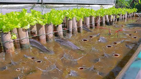 Hydroponic Garden With Fish | Fasci Garden