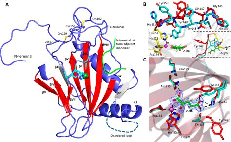 Figure 2 from Structure and Mechanism of a Viral Collagen Prolyl ...