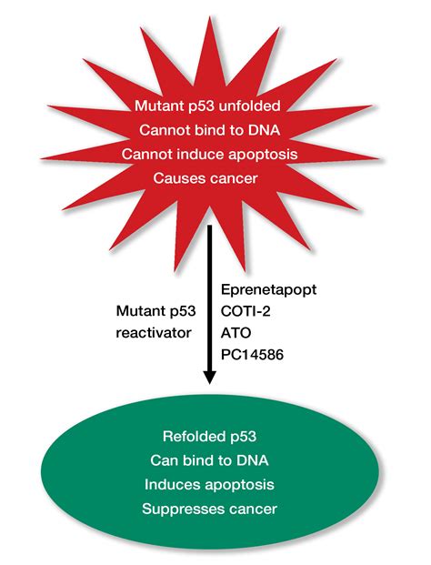 p53 Is the Most Frequently Mutated Gene in Cancer, but Can We Target It?