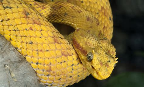 Eyelash palm pitviper | Smithsonian's National Zoo and Conservation ...