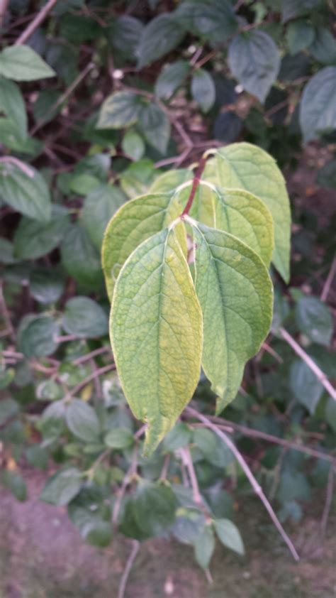 Black Walnut | Plant leaves, Plants, Botany