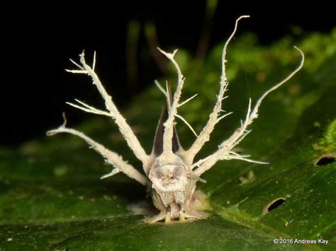 https://flic.kr/p/MHzwiu | Moth & Entomopathogenic fungus, Cordyceps sp ...