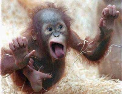 Funny Monkey Faces and Expressions Photos - Funny Gif Pictures Mania