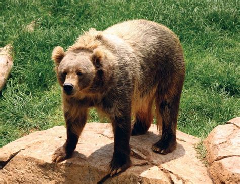 Kodiak bear | Size, Habitat, & Facts | Britannica