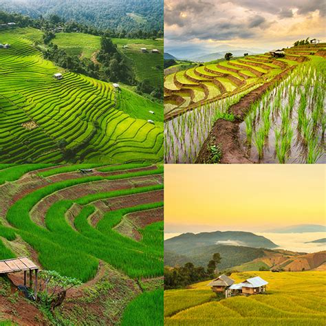 5 MUST-SEE RICE FIELDS Visits to do in Chiang Mai