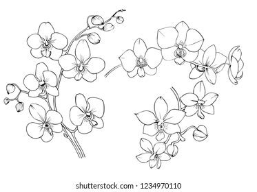 Orchids Drawings Tattoo