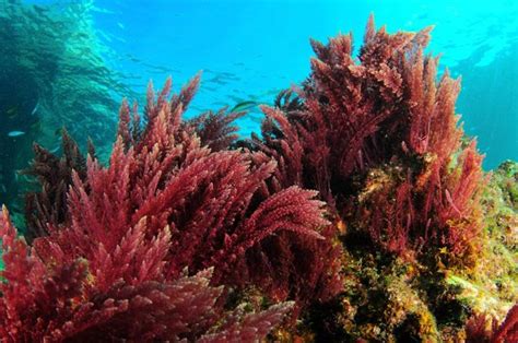 How Algae is Both Good and Bad for Marine Ecosystems - AquaViews