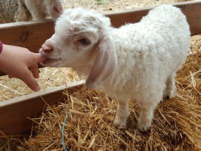 Angora Goat Animal Facts | Capra aegagrus hircus | AZ Animals