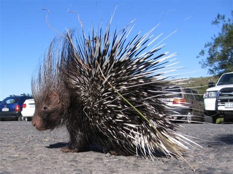 Cape Porcupine – Cape Hike