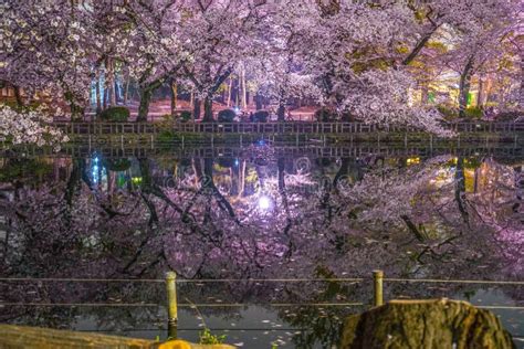 Cherry Blossoms of Inokashira Park Stock Image - Image of destination ...