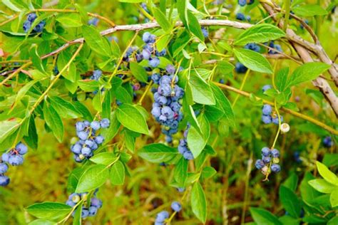 Highbush Blueberry: A Beginner's Guide - The Plant Native