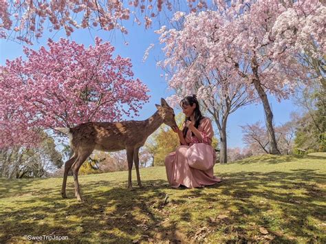 Nara Park (Sakura Season) - SweeTrip Japan