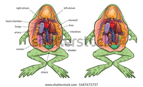 Frog Digestive System Flow Chart