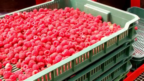 How to harvest raspberry