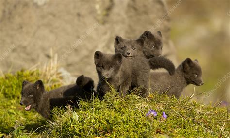 Arctic fox cubs playing - Stock Image - C055/0396 - Science Photo Library